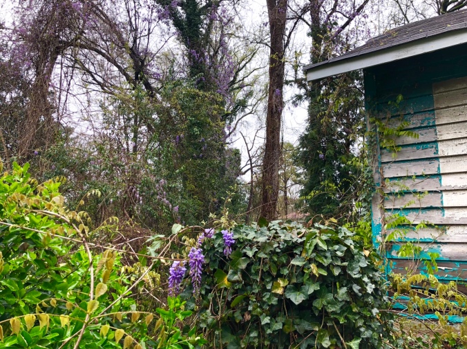A landscape photograph. The background is made of a gray sky peaking through the branches of leafless trees which are covered in cascades of blooming wisteria, appearing as a purple haze around the branches. The foreground is vibrant green, mostly wisteria and ivy, a few blooms of wisteria clearly visible. To the right in the foreground is the corner of an abandoned house, paint peeled away and mostly gray, darker than the sky, with remnants of vibrant teal pain along the bottom edges. Photograph by author. 